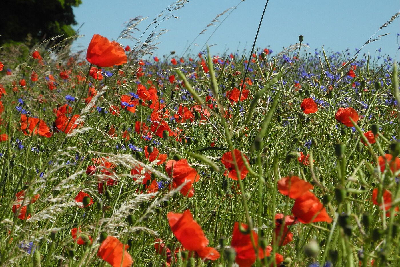 Mohnblumen in Masuren